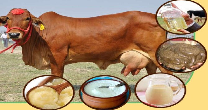 The Panchgavyam advantage: how cow-derived supplements power your immune system